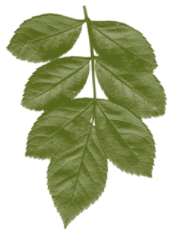 hoja-01