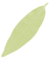 hoja-02