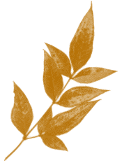 hoja-05