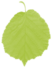 hoja-06