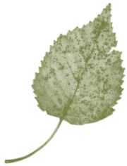 hoja-07