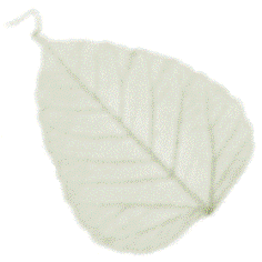 hoja-08