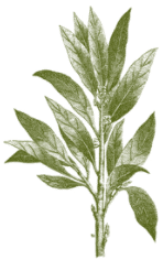 hoja-09