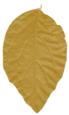 hoja-10