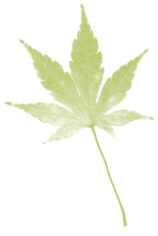 hoja-11