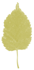 hoja-12