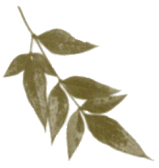 hoja-14