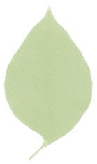 hoja-15