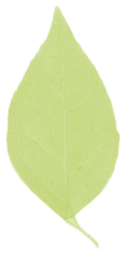hoja-19