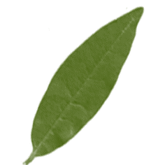 hojas32